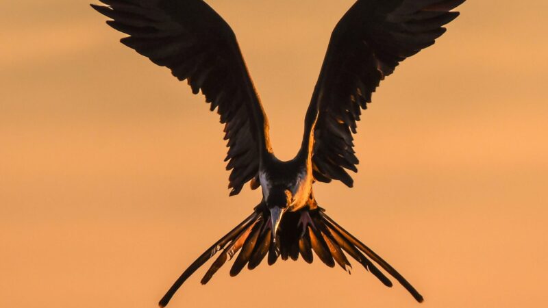 Phoenix Companies – Restrictions, Penalties, and Exceptions - featrured image